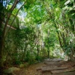 スタジオアプローチ木のトンネル